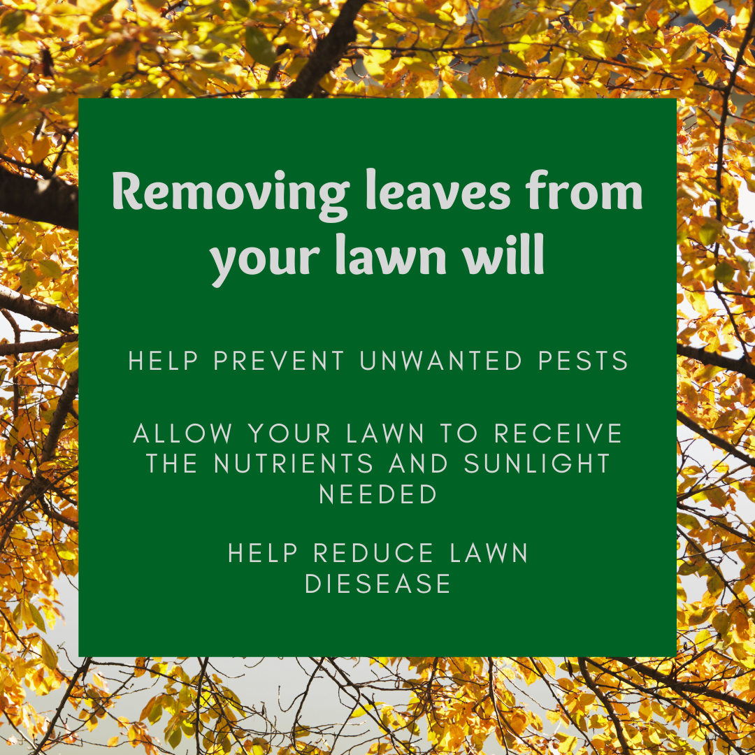 Reasons to clean up leaves and debri for lawn