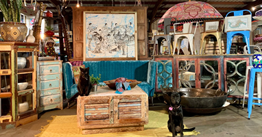 Vintage living room setup with teal sofa, rustic wood coffee table, colorful chairs, and two black dogs.