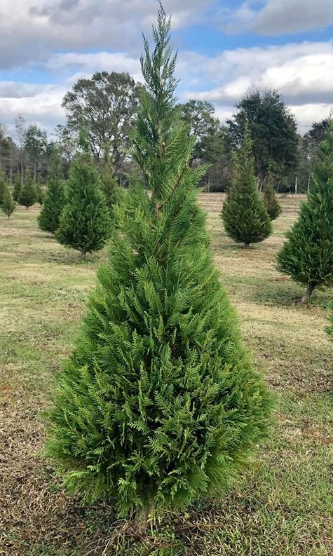 Mardi Gras Trees come from Shady Pond Tree Farm