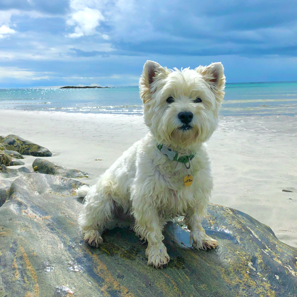 wet West Highland Terrier sitting on a rock along the Pacific Ocean beach shoreline