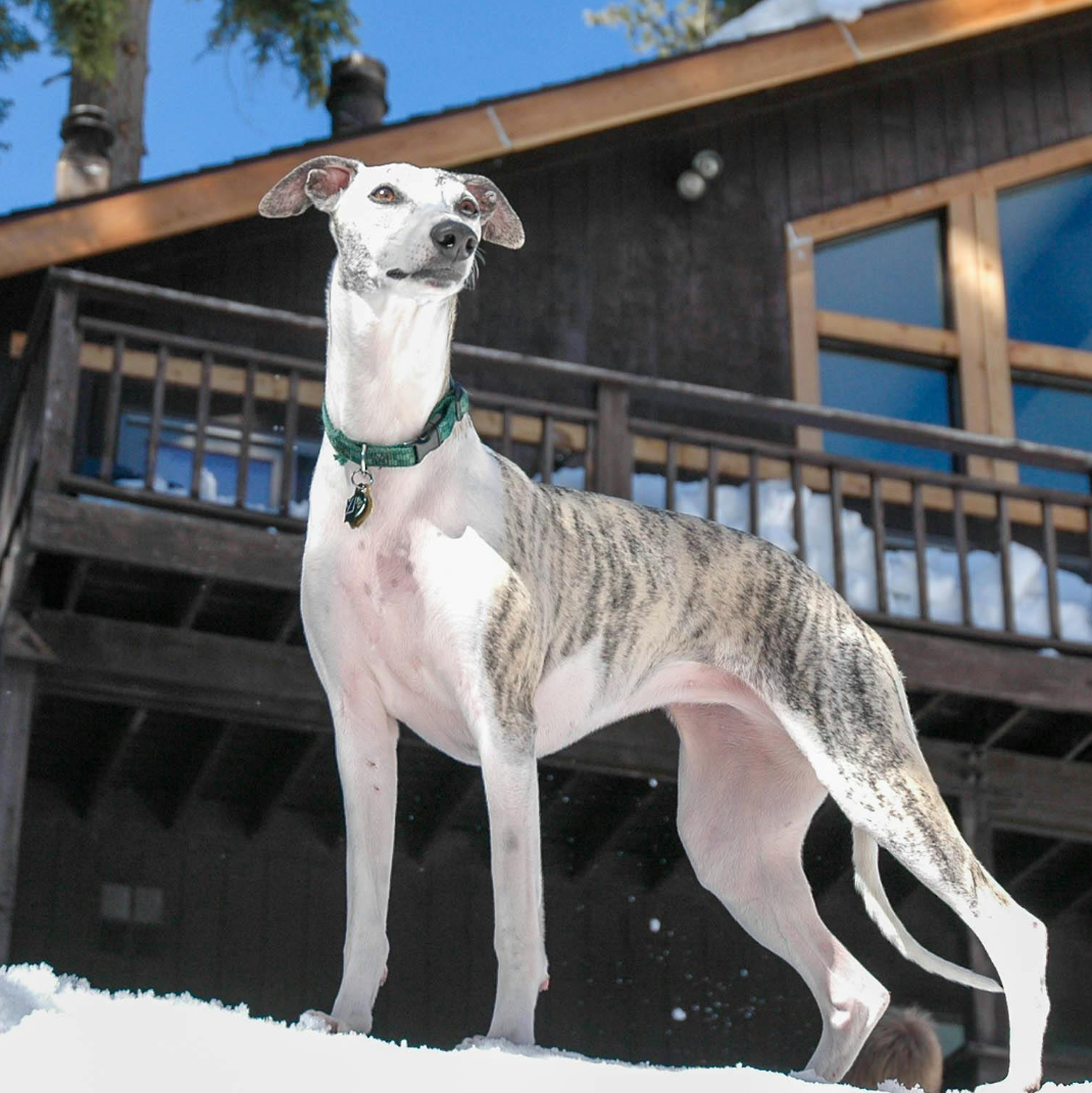 Whippets dog outside in the snow, free of smells