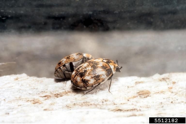 close up image of the Varied Carpet Beetle in a glass container seeing its reflection