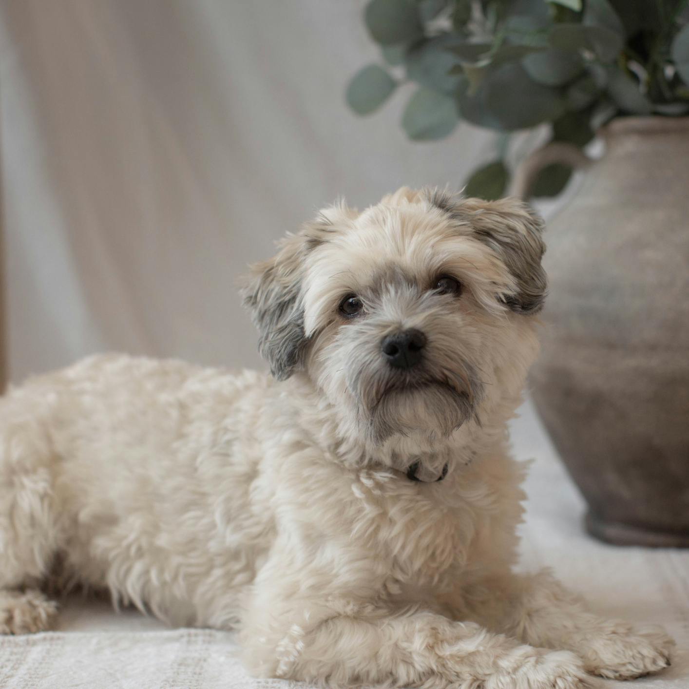 white Havanese dog on a white rug with a vase behind him