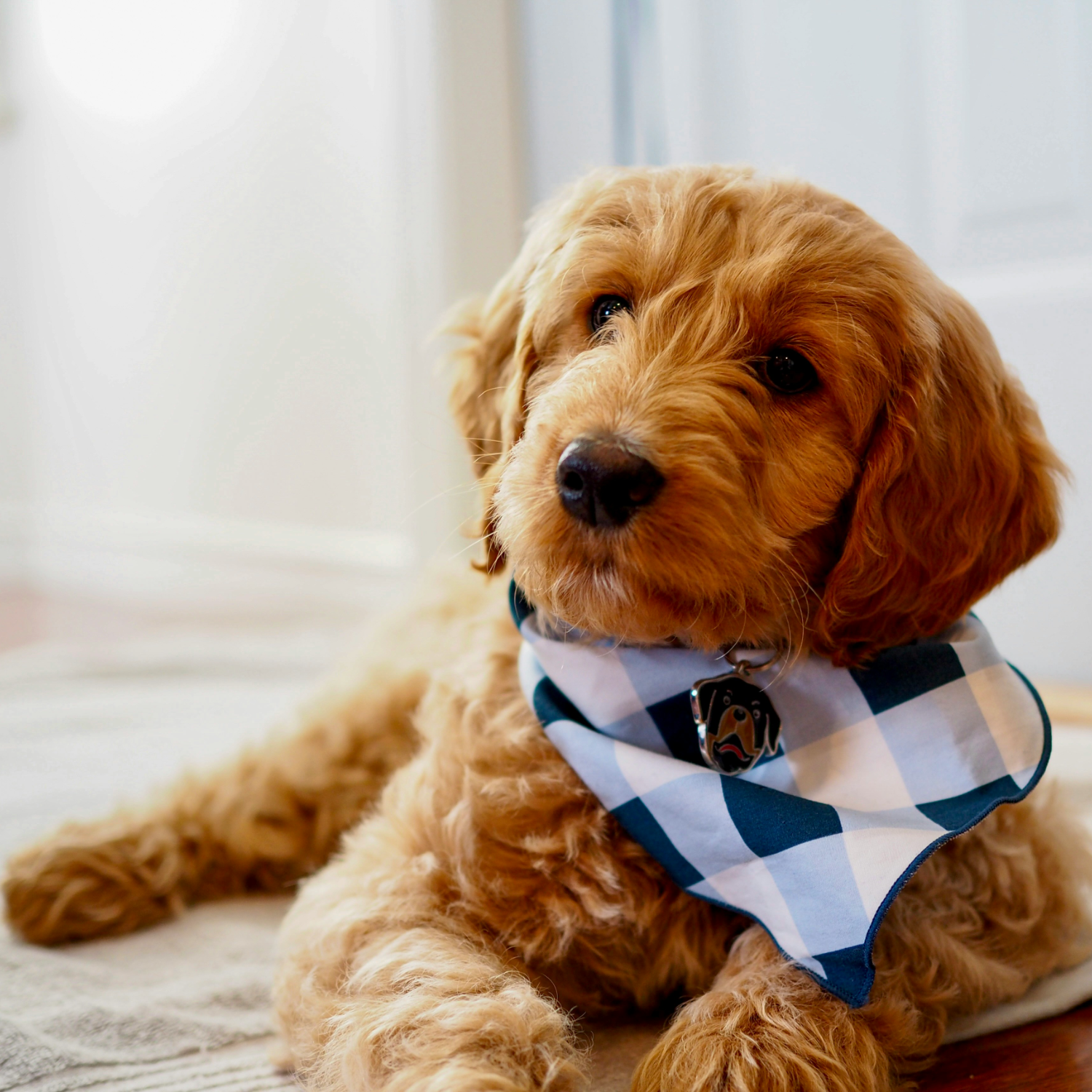 Goldendoodle puppy