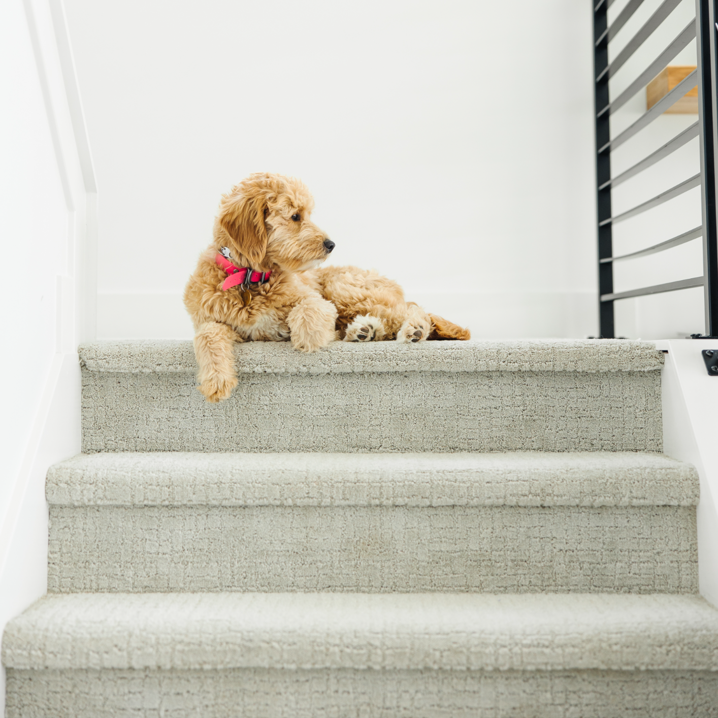 tan dog with a red collar sitting at the top of gray carpeted stairs