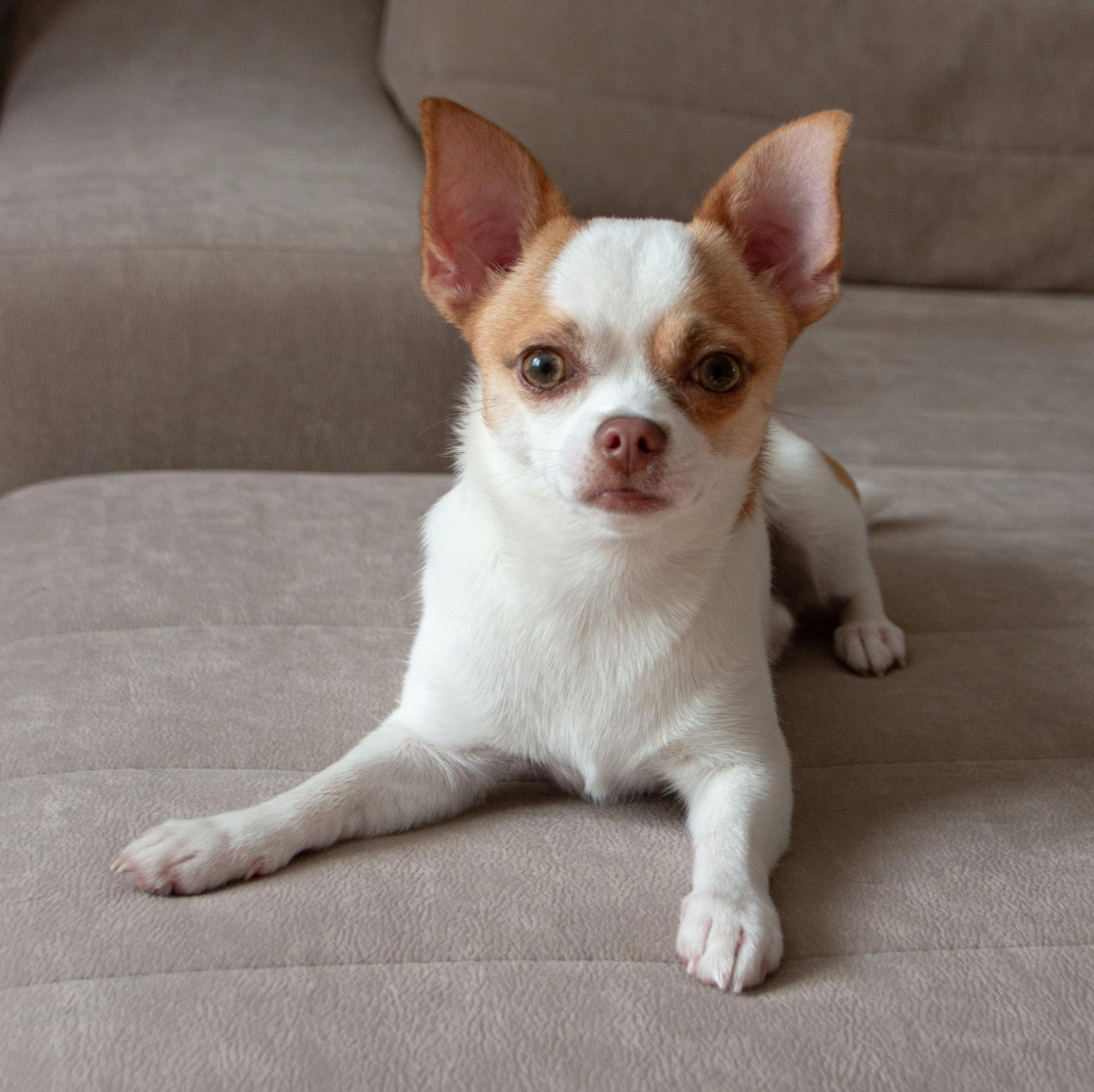 cute white and brown eared Chihuahua  sitting on a fabric couch