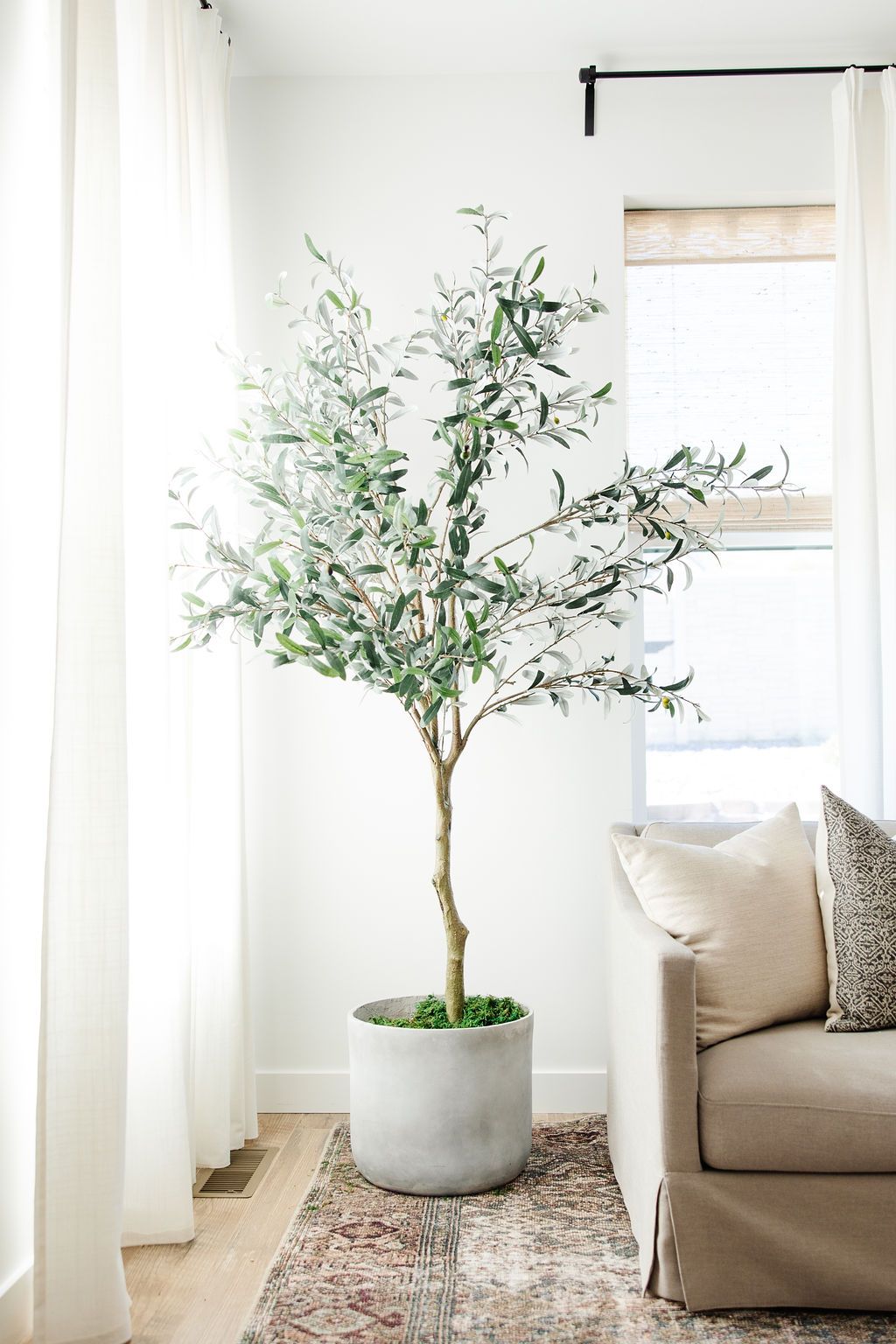 lifestyle shot of a living room sitting area with a potted tree in the center of the image and white walls and white curtains with light shining through