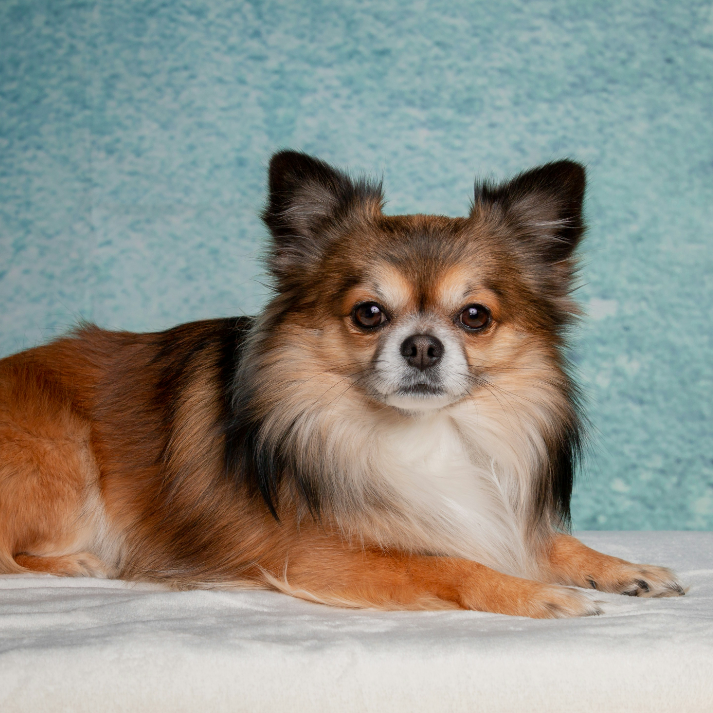 Papillon dog breed that doesn't smell