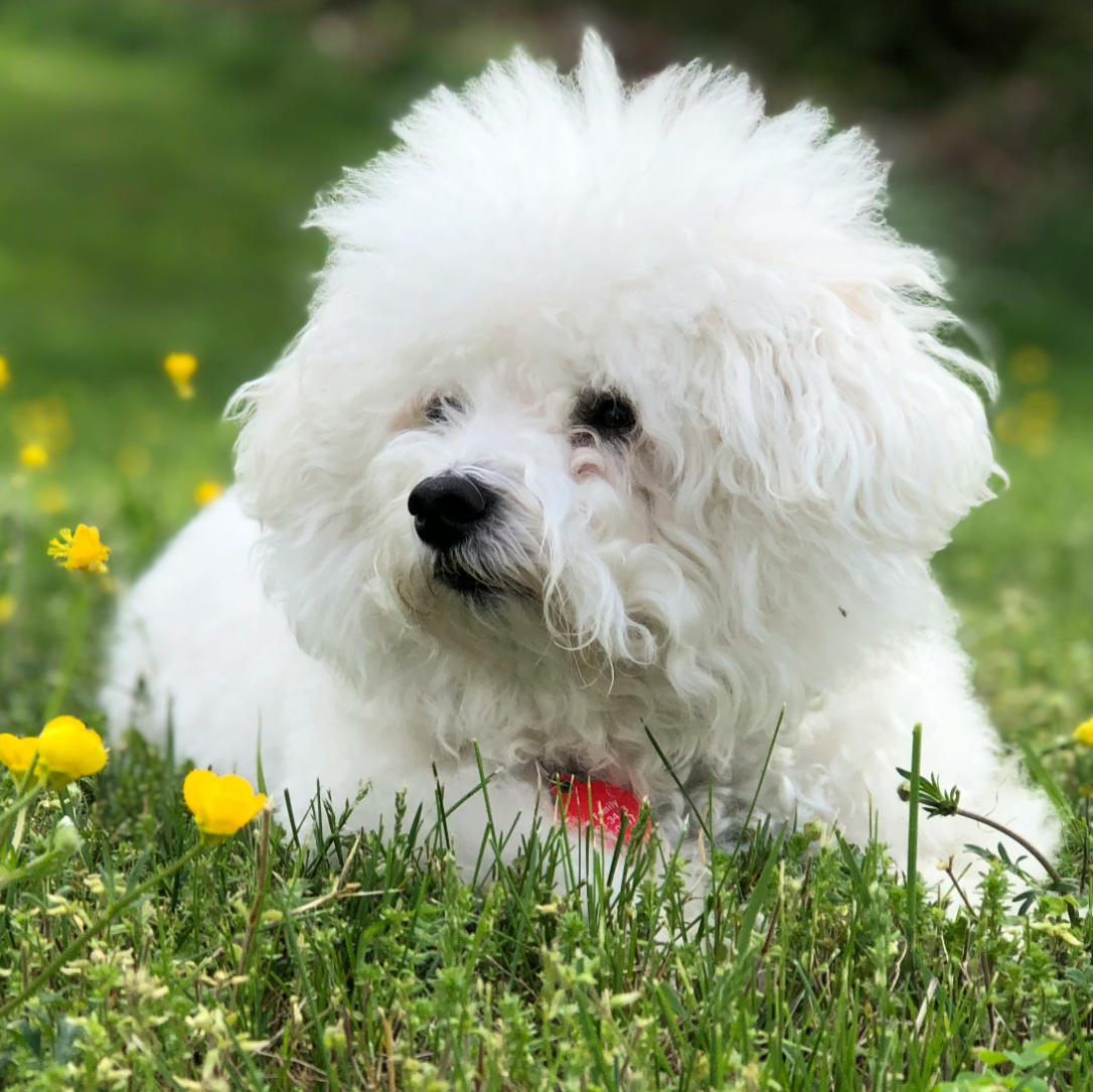 fluffy white Bichon Frises lying down on green grass with some yellow flowers near by