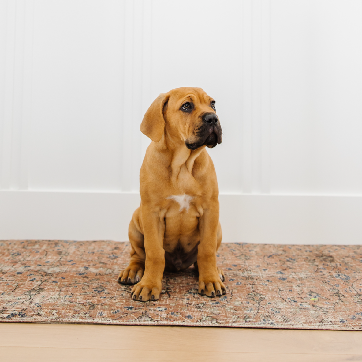 brown puppy sitting on a red rug in a white room in the hall - trying to get dog to stop peeing in the same spot on the carpet