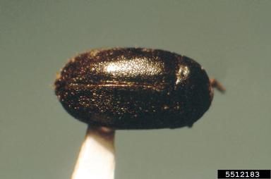 close up of the back of The black carpet beetle on the end of a metal rod