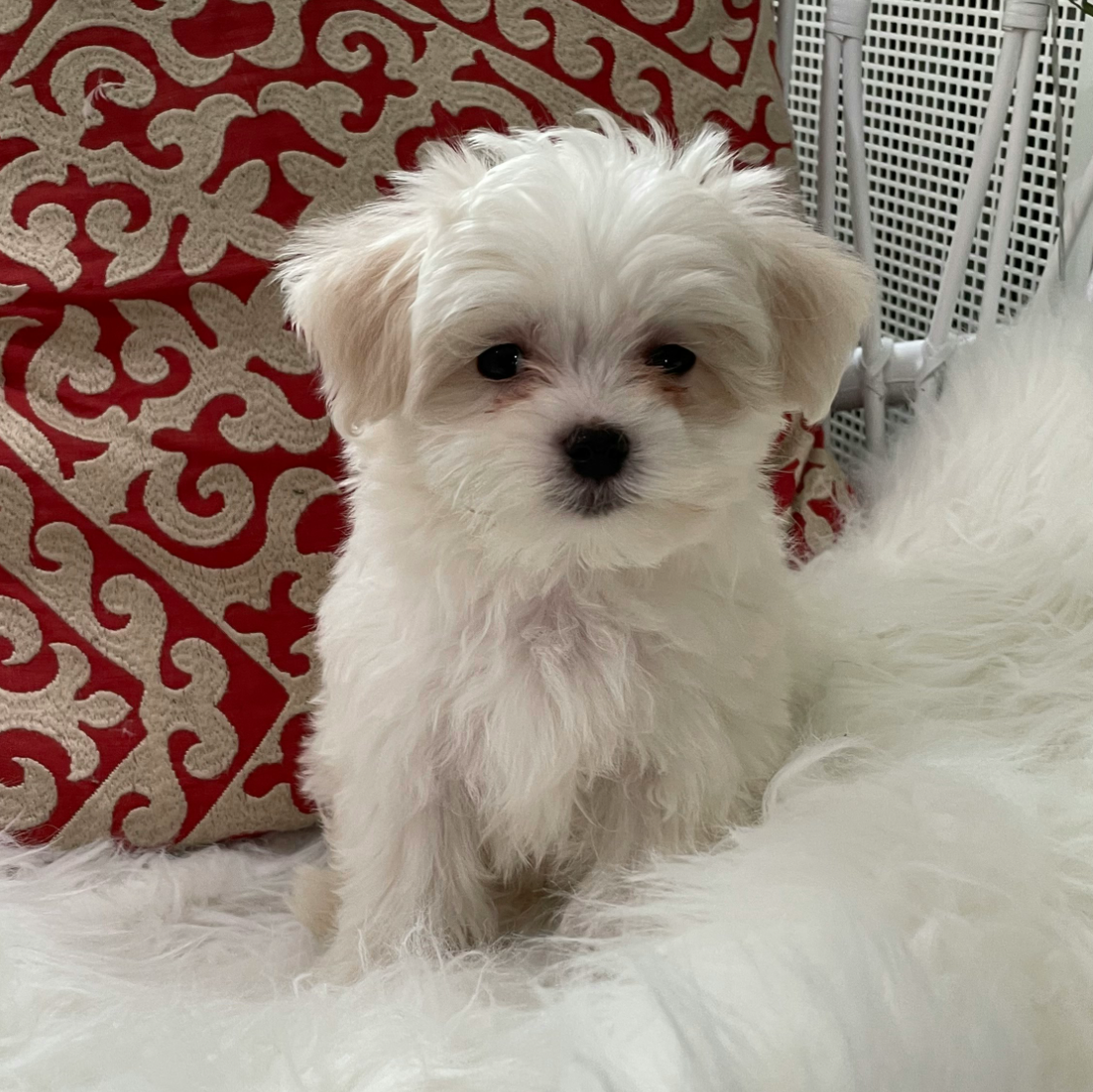 a white fluffy Maltese, a hypoallergenic dog breed, sitting on a chair with a white fluffy pillow and a red and white patterned pillow