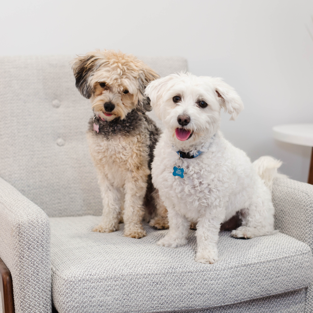 two short-haired hypoallergenic dogs sitting on a chair