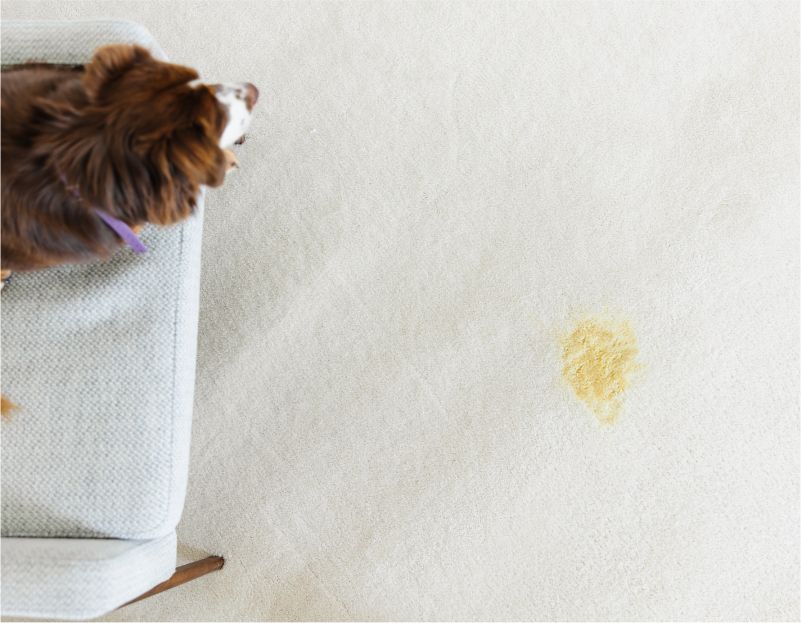 Tips to Protect a Carpet from Pet Stains