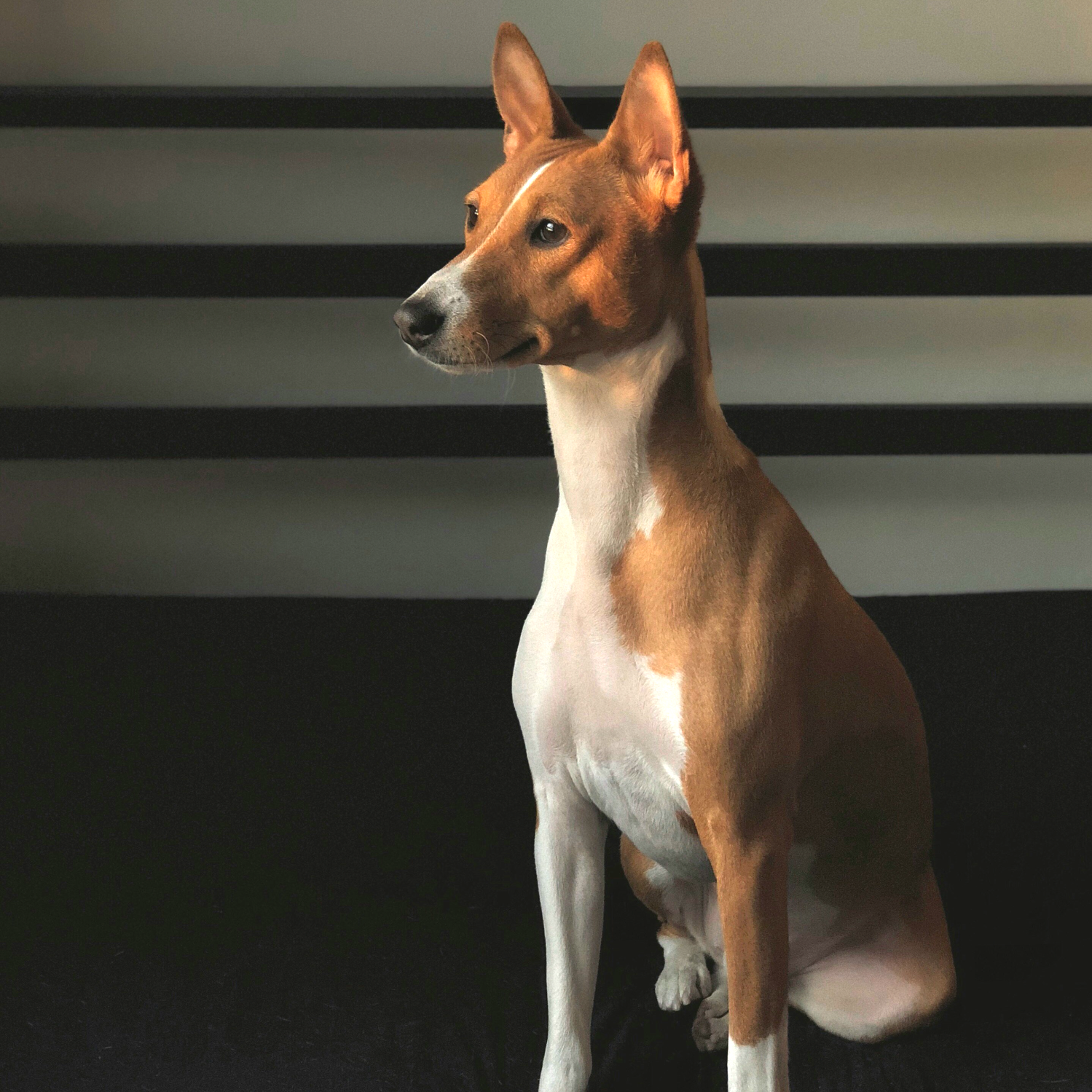 tall Basenjis dog breed that doesn't smell