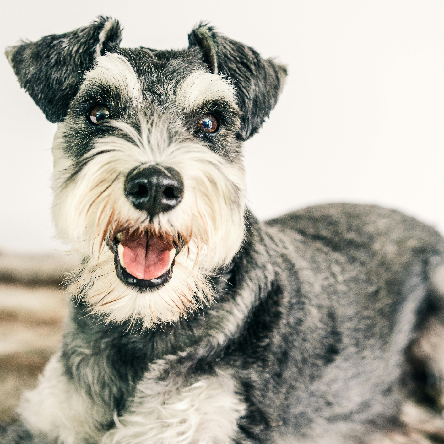 close up of the face of a gray and white Schnauzer dog breed