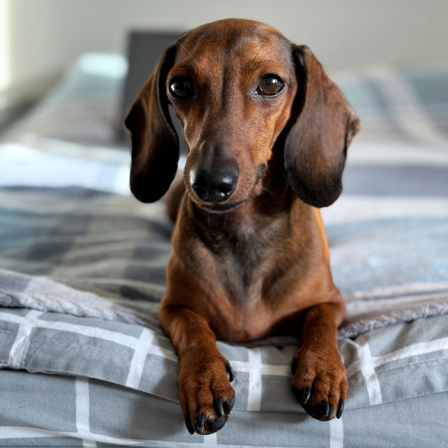 Dachshund dog on a gray bedspread