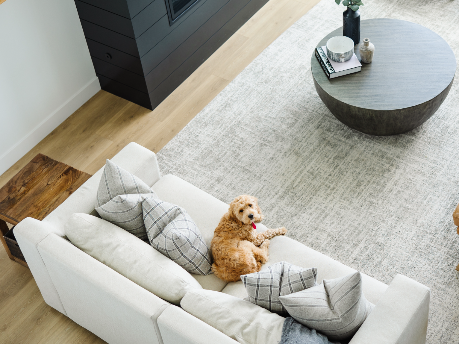 tan brown fluffy down sitting on a white couch with gray pillows on it in a living room