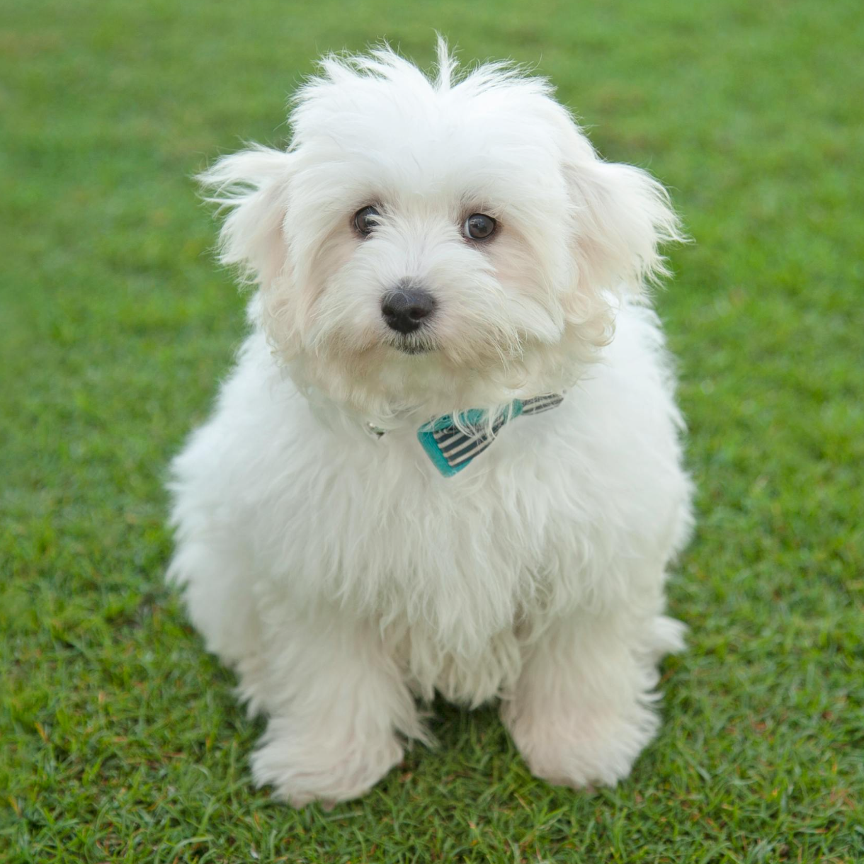 small white Coton De Tulear sitting on green grass outside