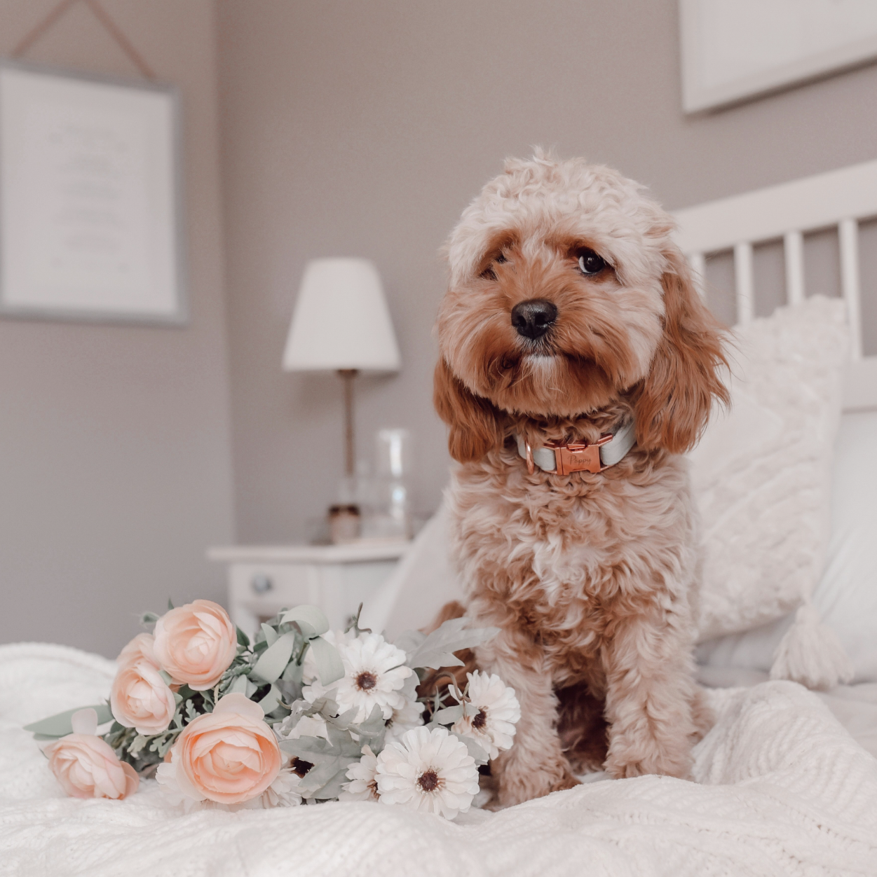 small tan and brown Poodle sitting with a bouquet of flowers on a white bed