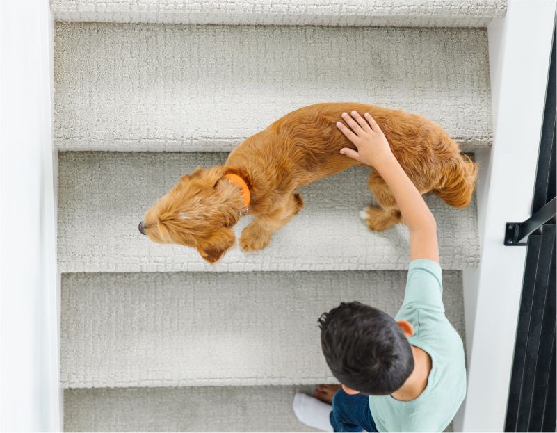 Getting pet odor outlet out of carpet