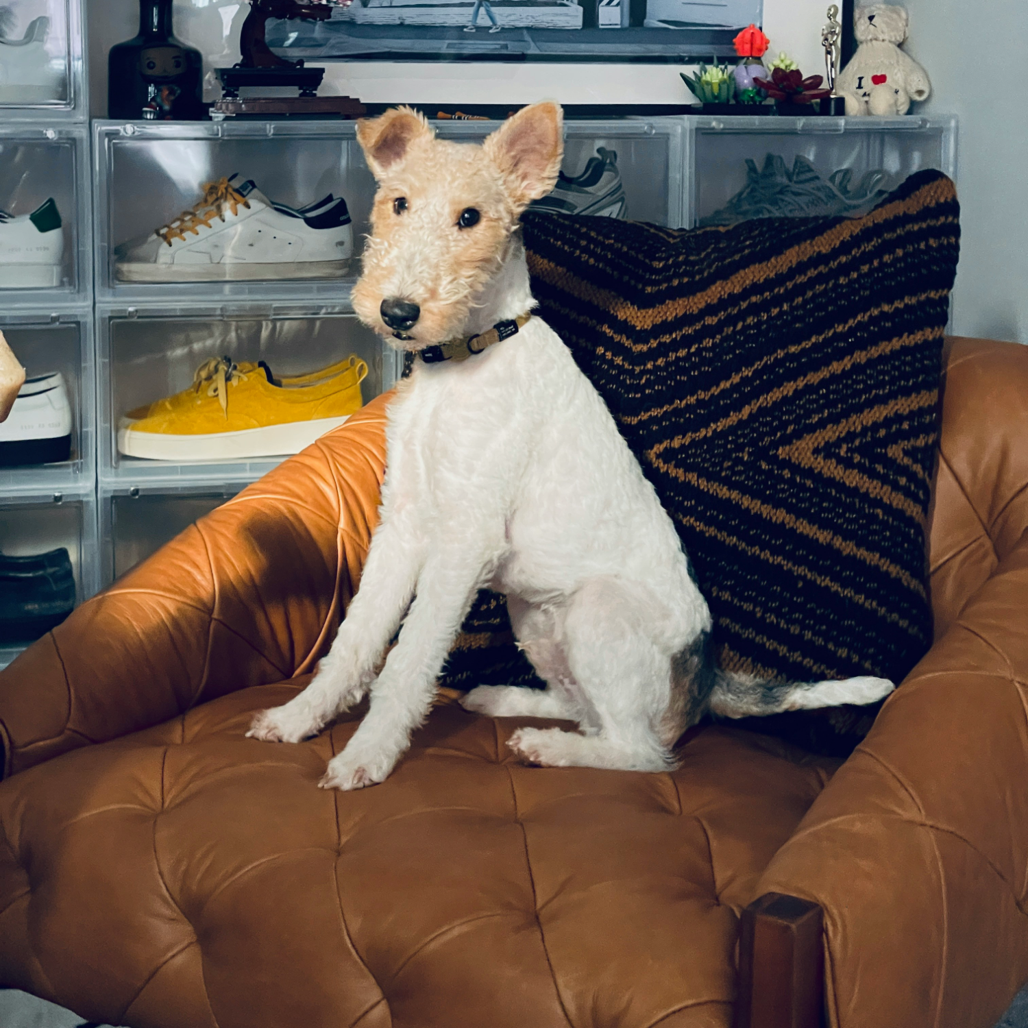 a wire-haired fox terrier dog sitting on a leather tufted chair