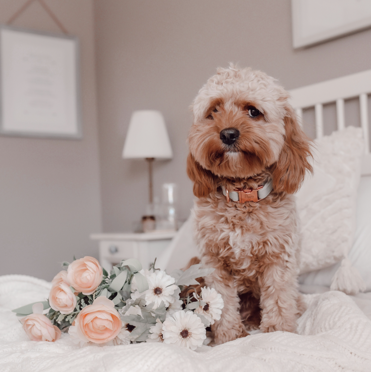 picture of a mid size poodle sitting on a bed with a bundle of flowers
