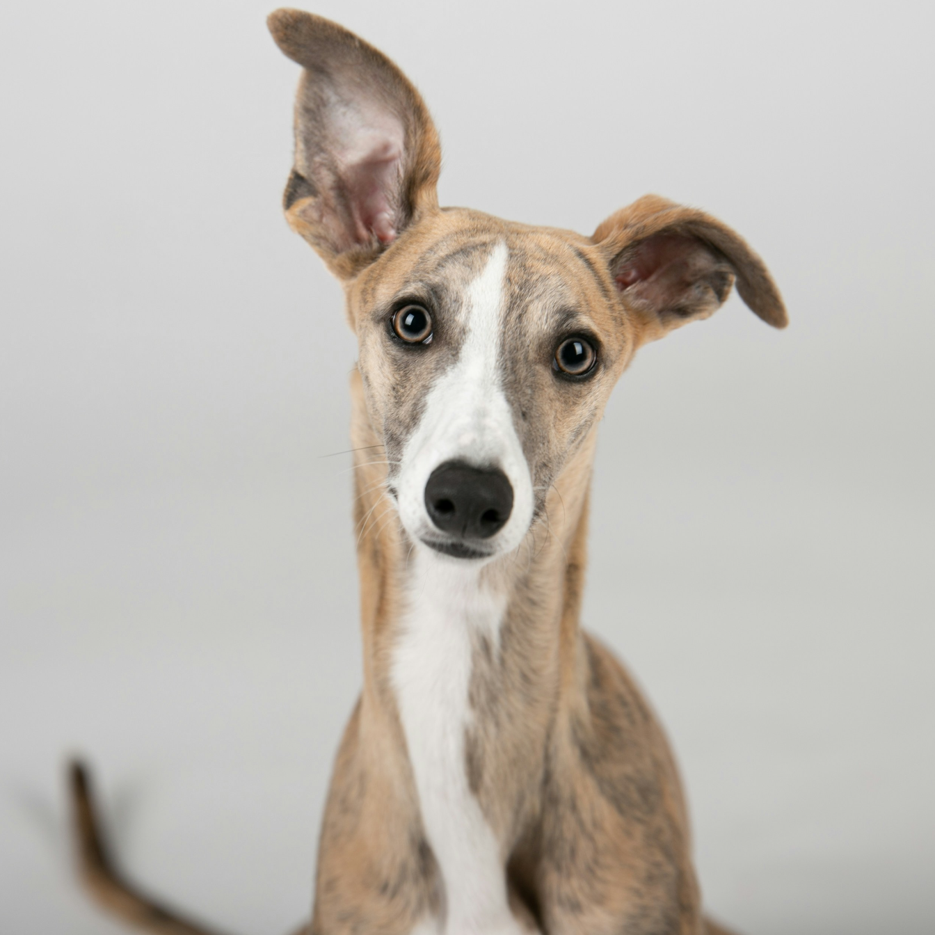 close up head shot of Italian Greyhound  looking directly at the camera