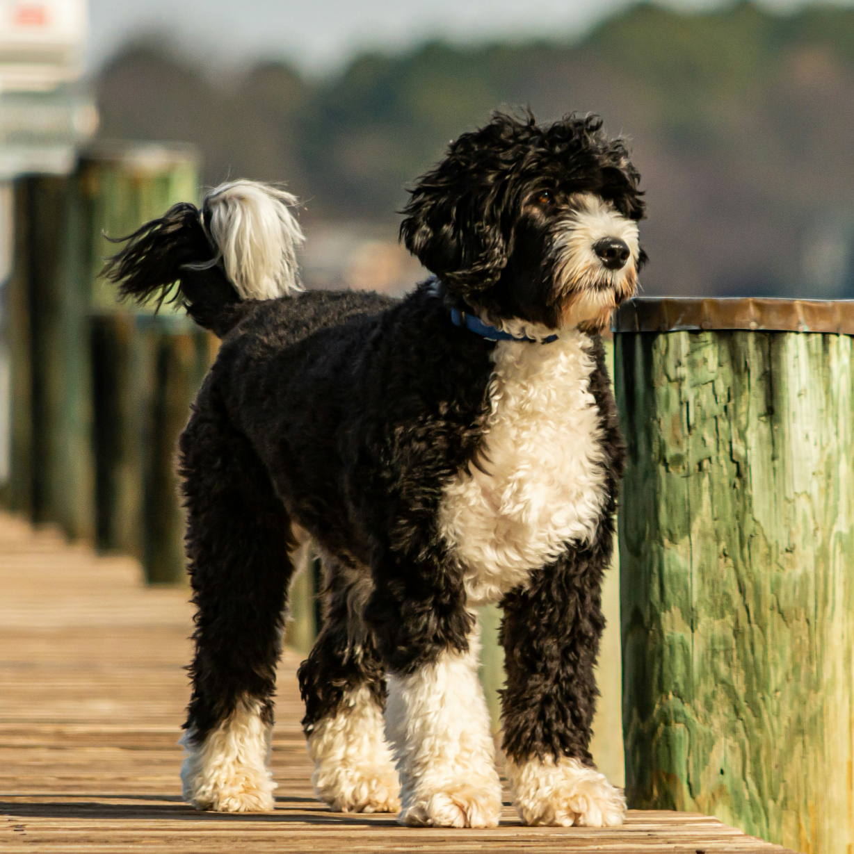 black and white Portuguese Water Dog standing on a pier dock