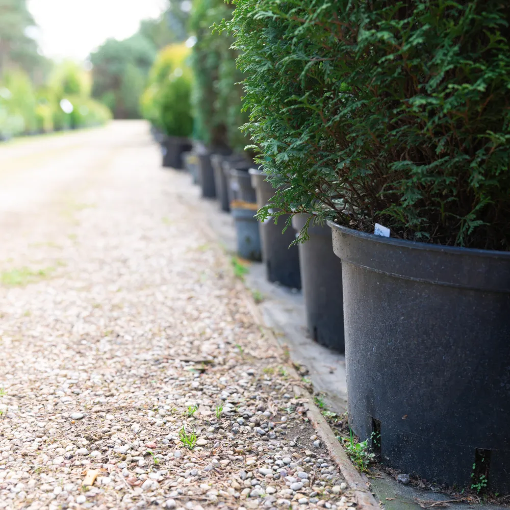 Row of potted green shrubs along a gravel pathway in an outdoor garden nursery setting