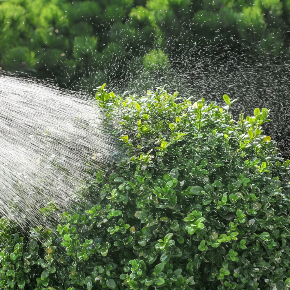 Green leafy bush being watered by a garden hose spraying fine water droplets in sunlight.