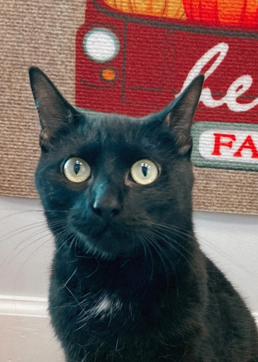 Riverside Animal Hospital Jacksonville FL Forever Vets