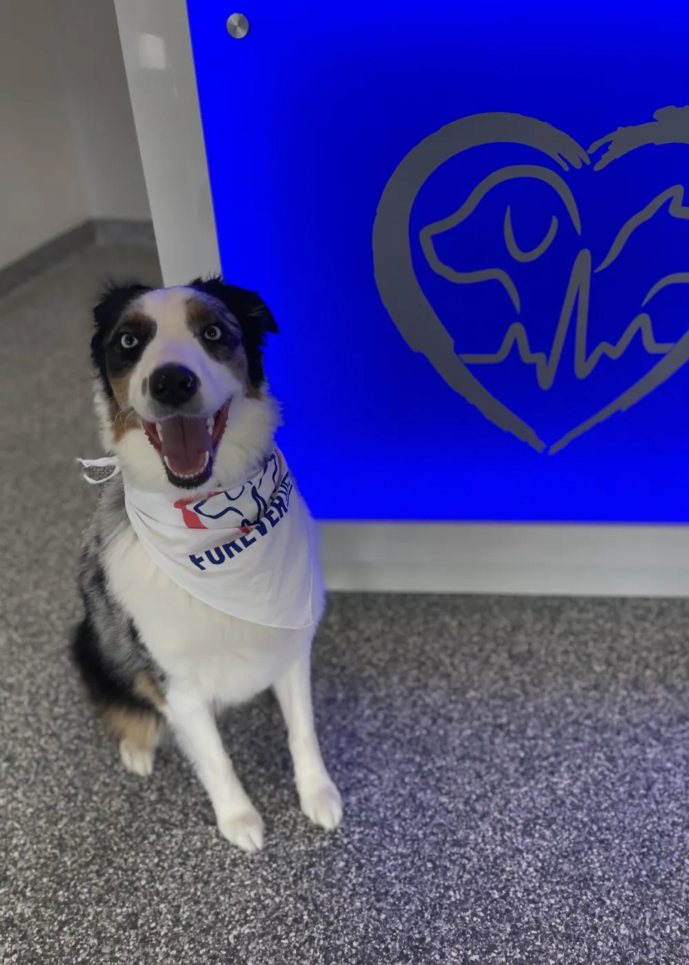 Baymeadows Animal Hospital Jacksonville FL Forever Vets