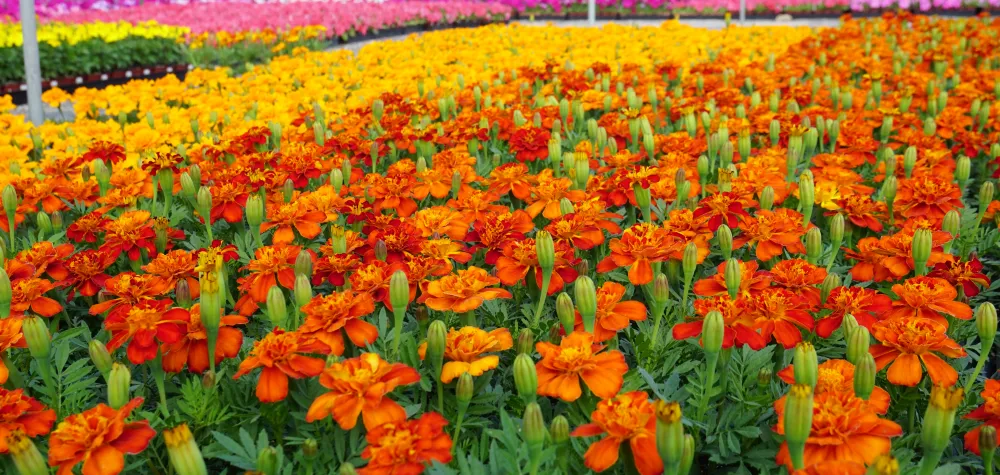 a colorful flower garden