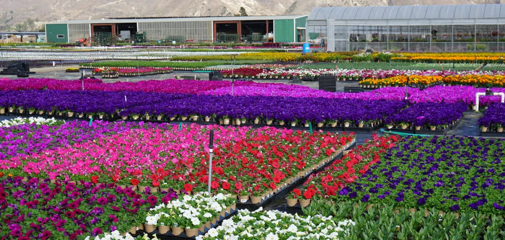a large purple flower is in a garden