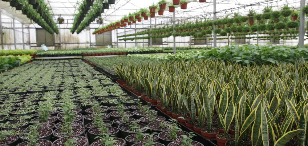 a bunch of pink flowers with green leaves