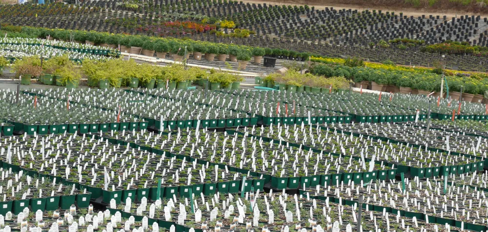 a group of people in a field