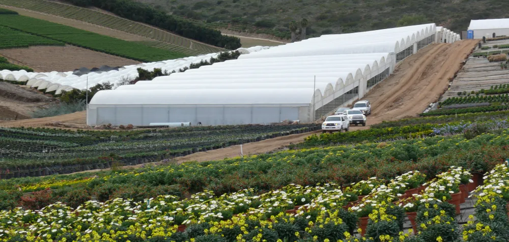 an image involving outdoor grass building