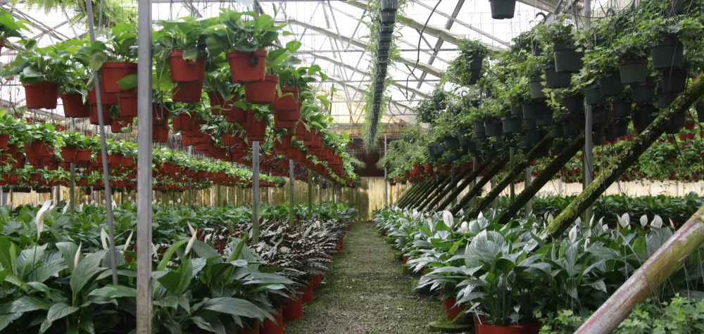 a group of bushes in a garden