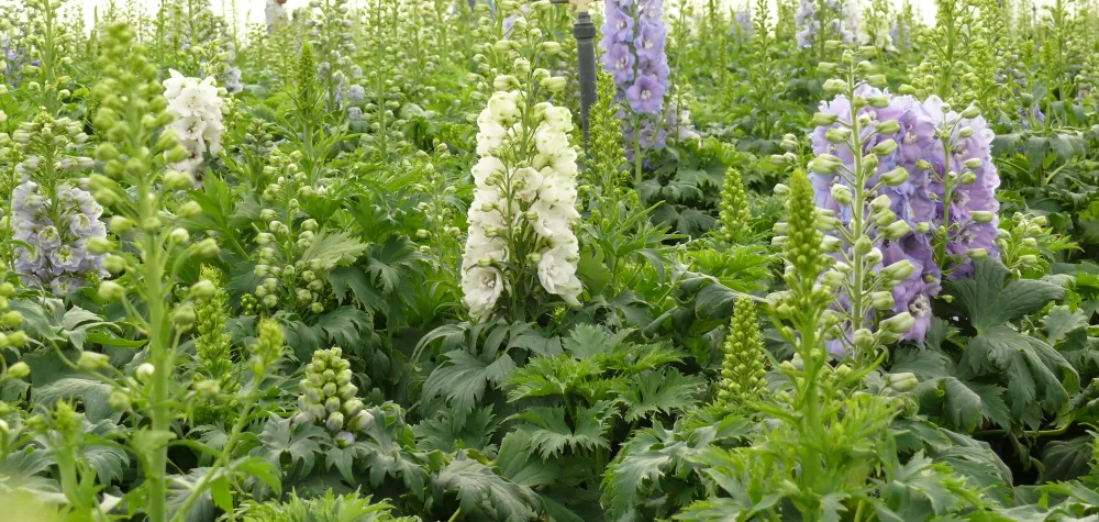 a close up of a flower garden