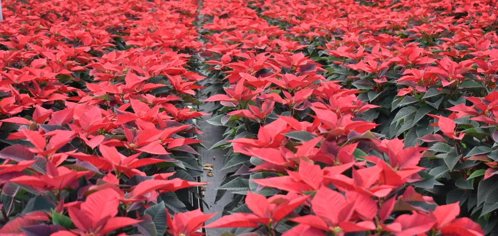a close up of a flower