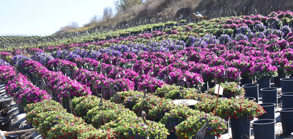a large purple flower is in a garden