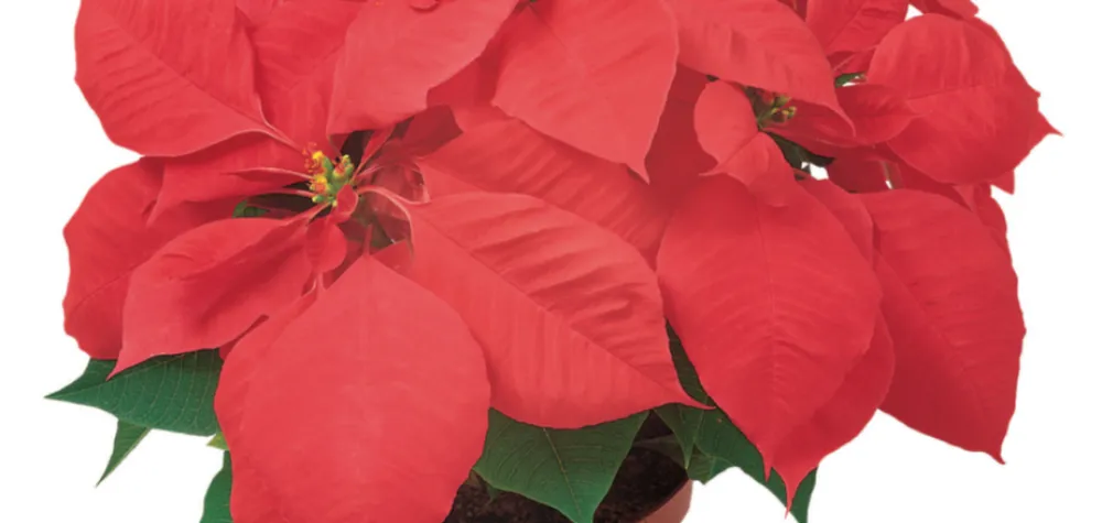 red poinsettia fundraiser
