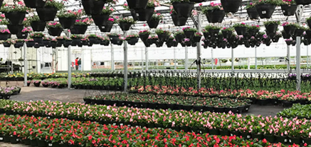 a close up of a flower