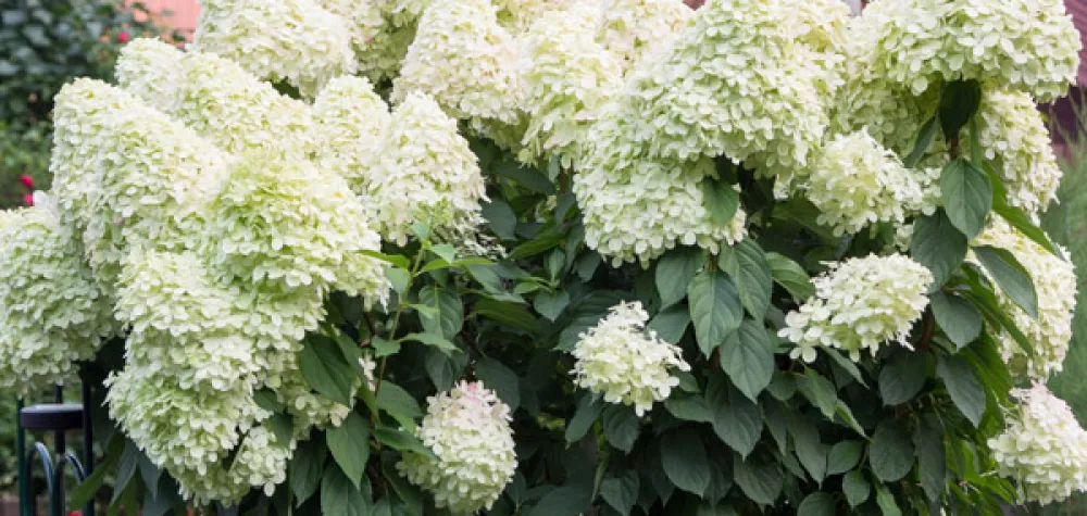 a close up of a flower garden
