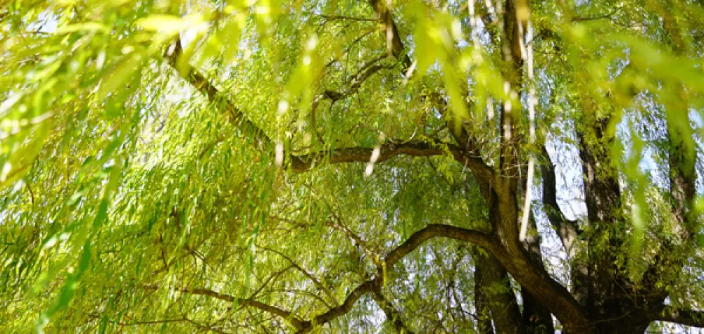a close up of a tree