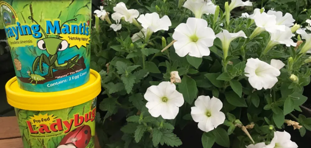 a cup with a flower on a table