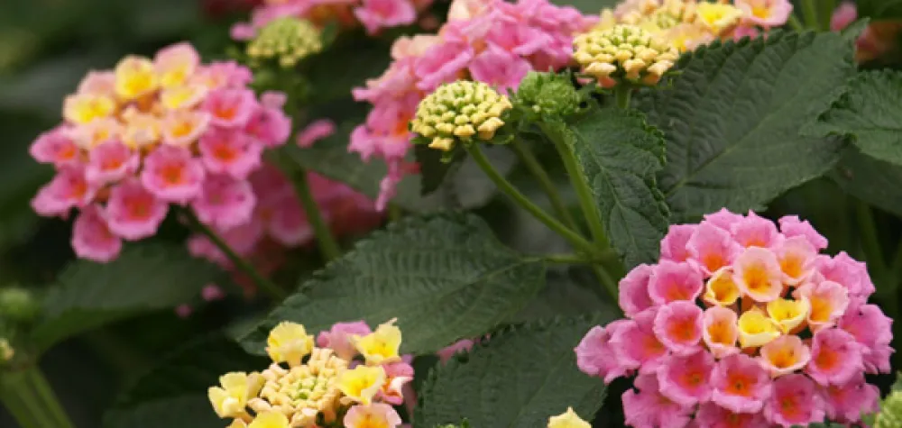a close up of a flower garden