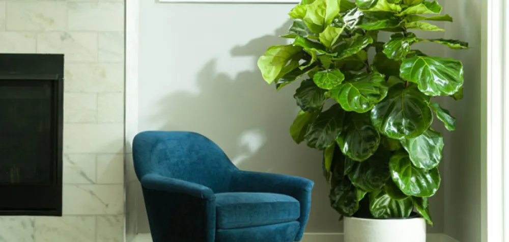 a vase of flowers sitting on top of a green plant