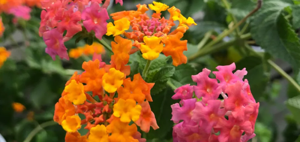 a close up of a flower